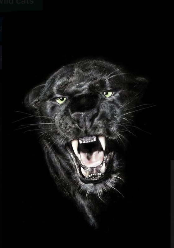 Оскал пантеры