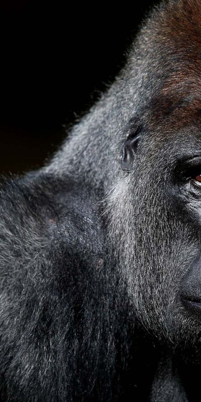Горилла на заставку