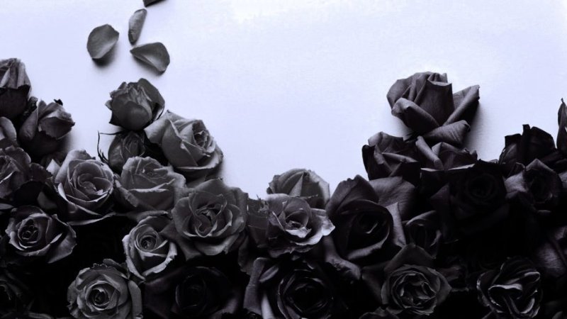 Темные розы