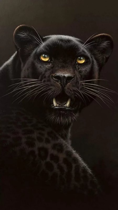 Пантера меланист