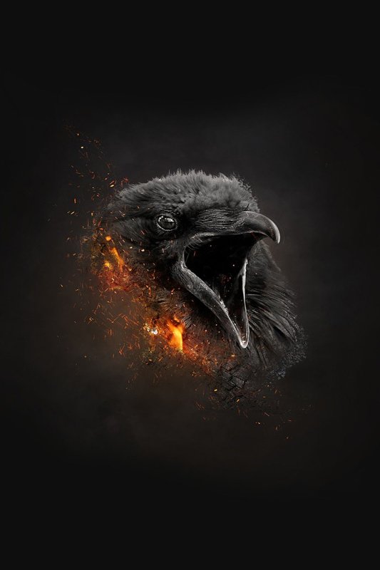 Черный ворон на черном фоне