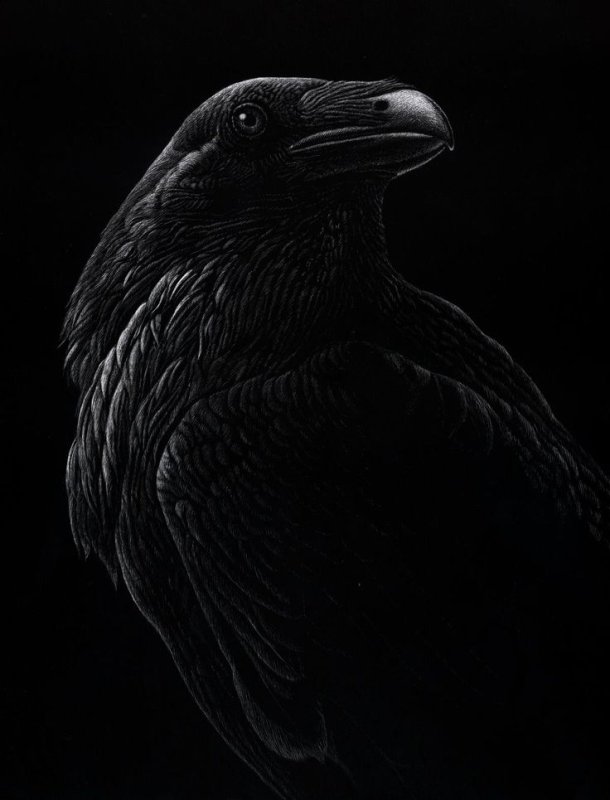Черный ворон