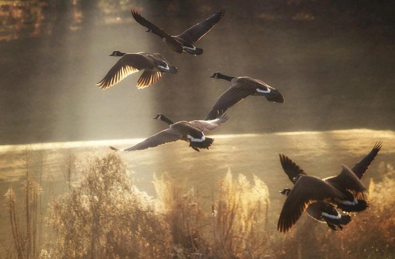 Полет птицы 1988