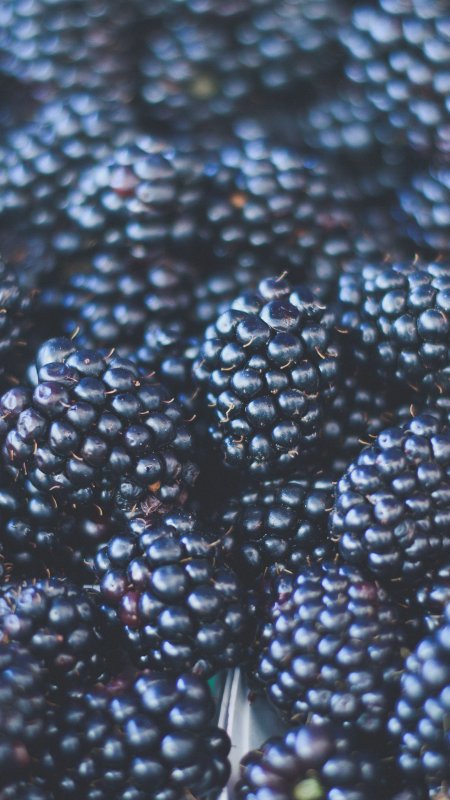 Чёрная малина и ежевика