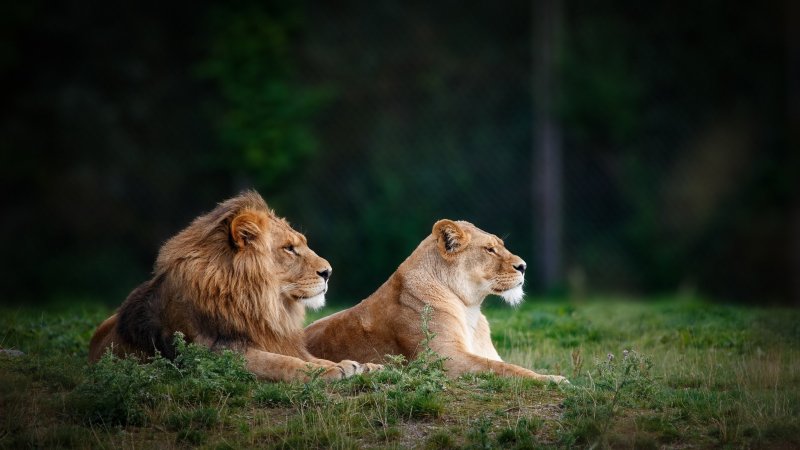 Львиный Прайд