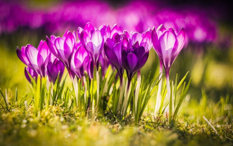 Яркие весенние цветы