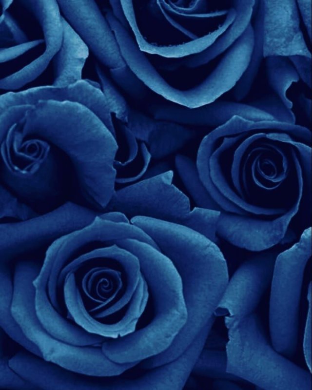Синяя роза