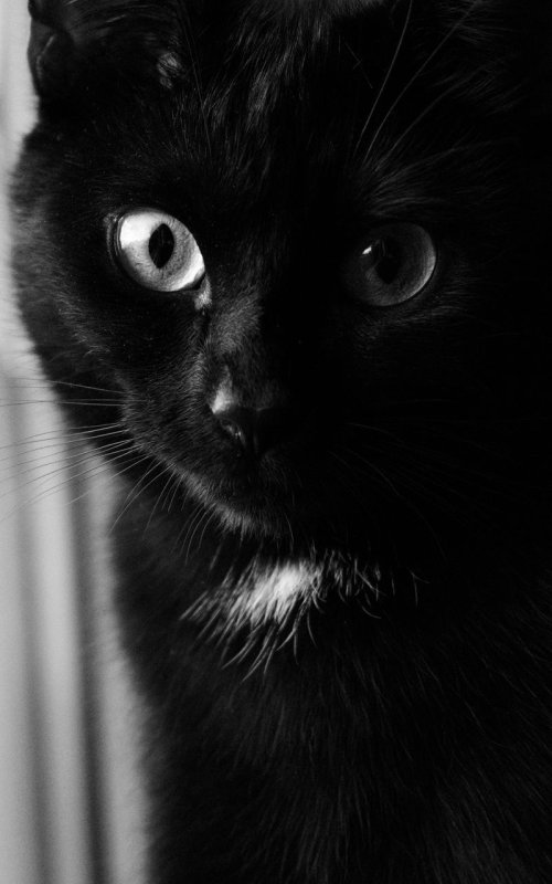 Чёрный кот
