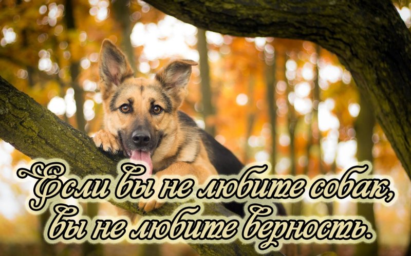 Обои с собаками