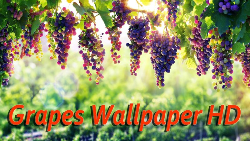 Виноградная лоза виноградник