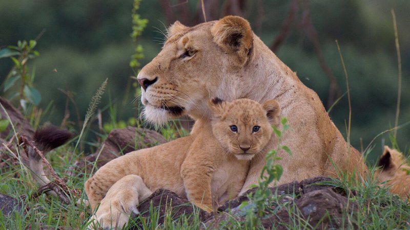 Львица с 3 львятами