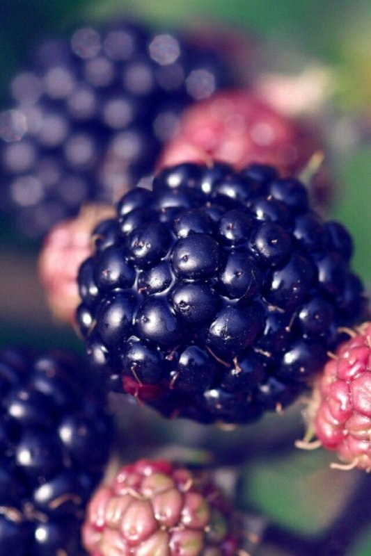 Ежевичная малина