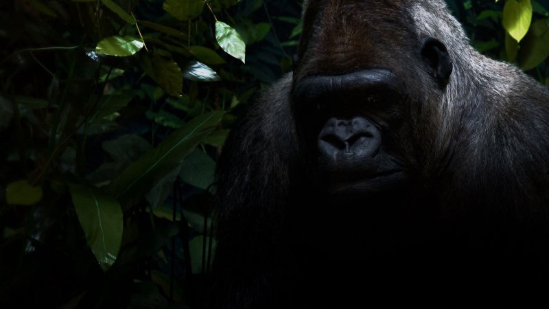 Обои на рабочий стол обезьяна