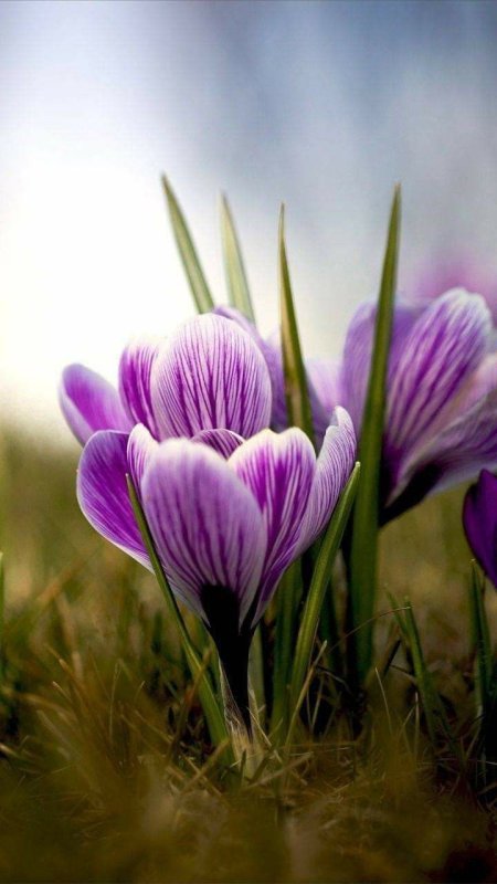 Крокус весенний