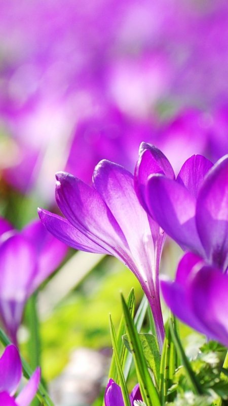 Красивые весенние цветы