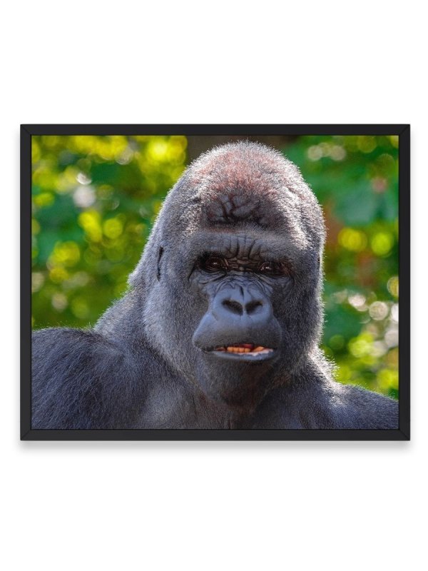 Горилла Чиманука