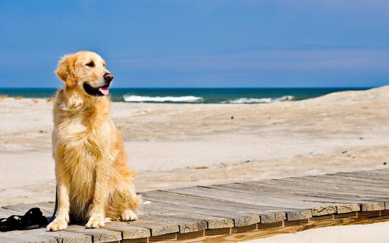 Золотистый лабрадор
