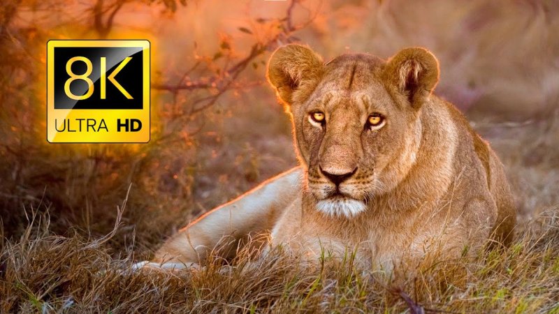 Красивая львица