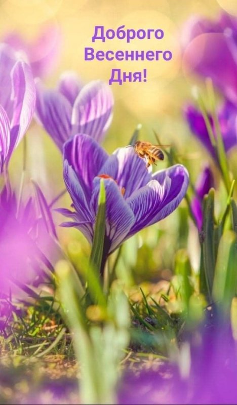 Весна крокусы