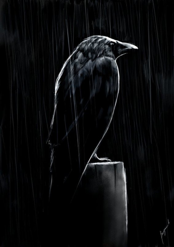 Вороны на черном фоне