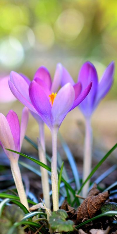 Весенние цветы крокусы