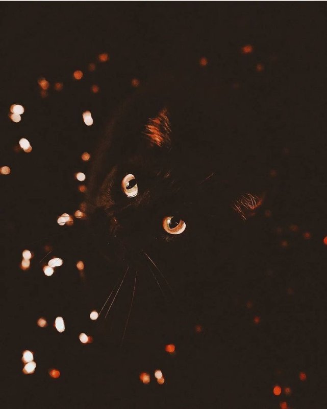 Черный кот Эстетика