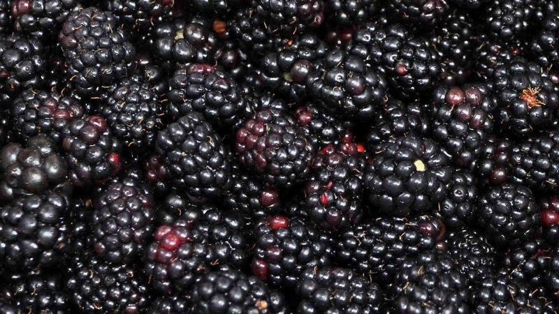 Яжевика ягода куст