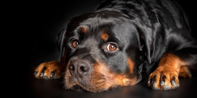 Новошотландский ротвейлер