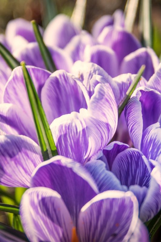 Крокус цветок