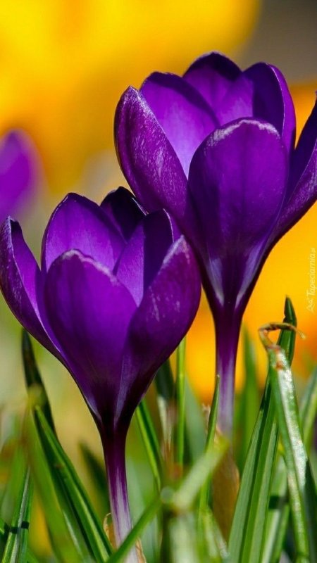 Крокус весенний