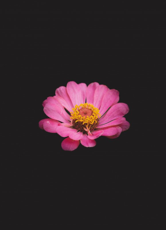 Розовые цветы Минимализм