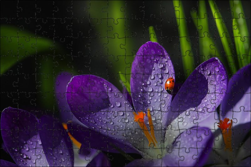 Крокус фиолетовый