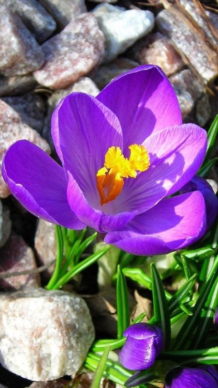 Весенние цветы на телефон