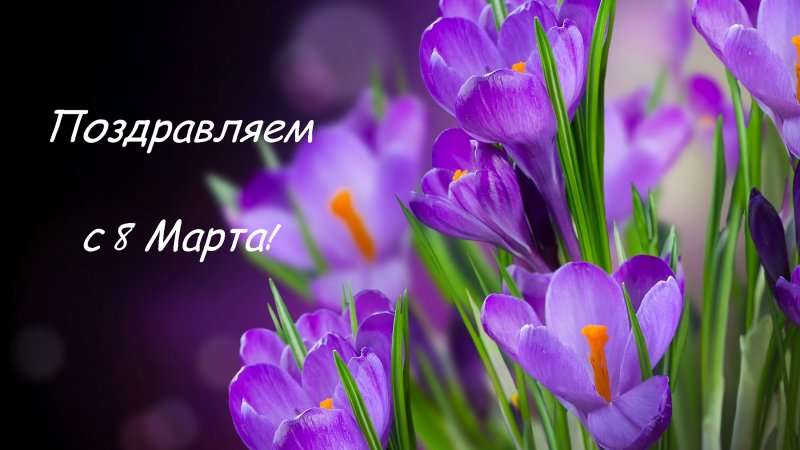 Крокус весенний фиолетовый