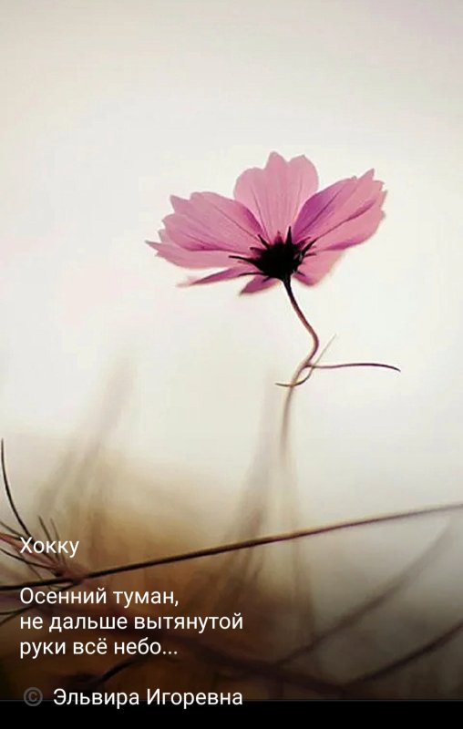 Красивые цветы Минимализм