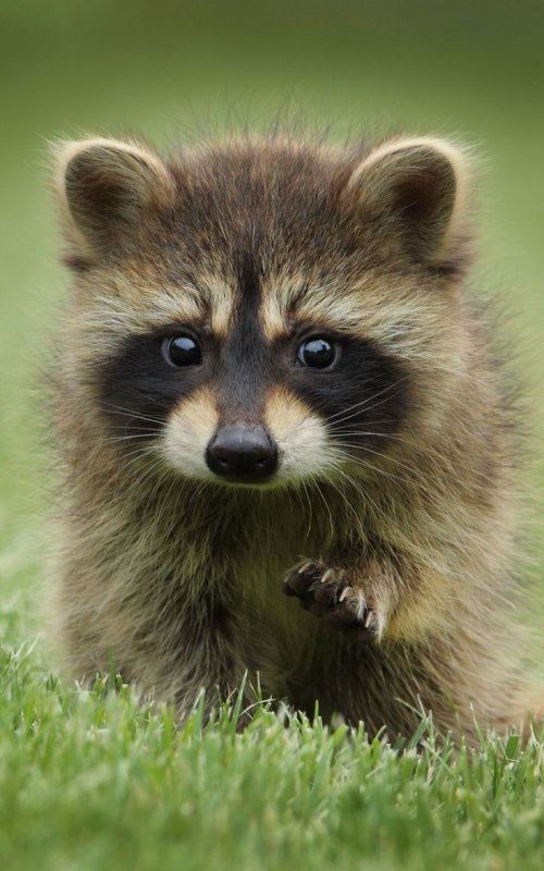 Милые животных