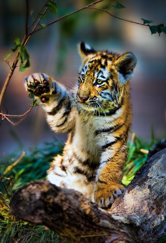 Дикие звери