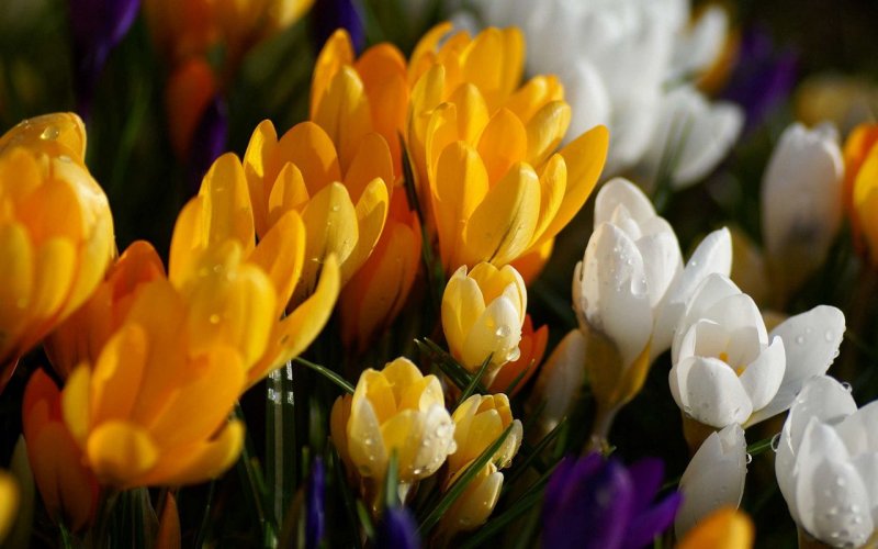 Фрезия Крокус