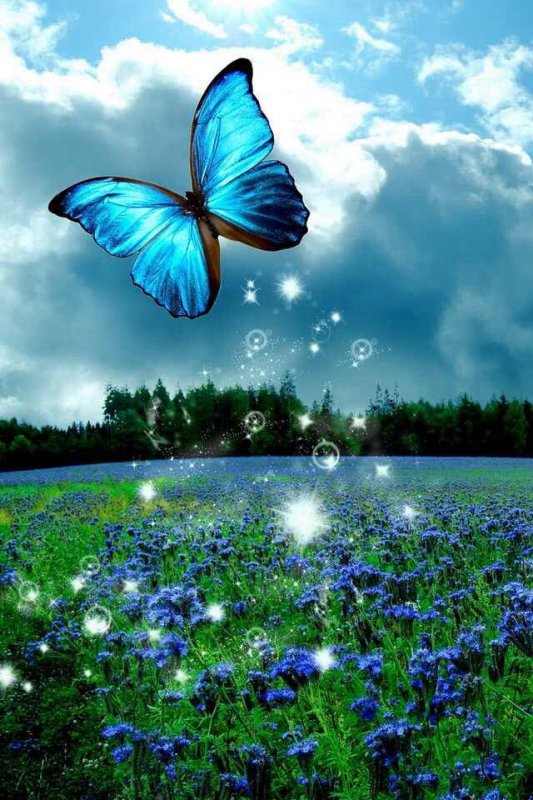 Синяя бабочка