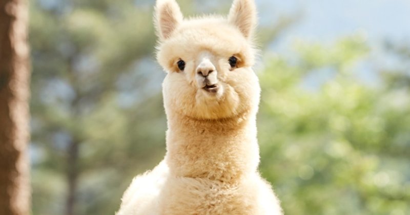 Альпака Жозефина