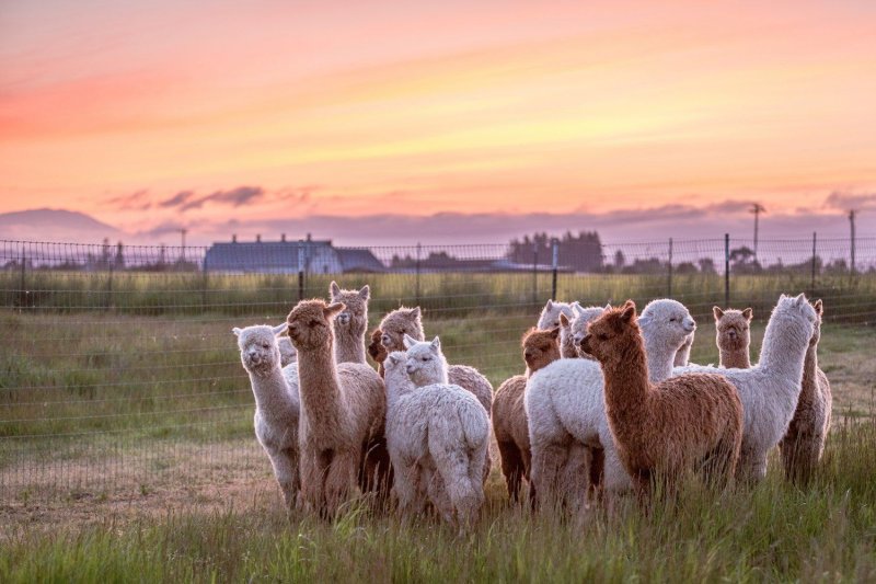 Аргентина альпака