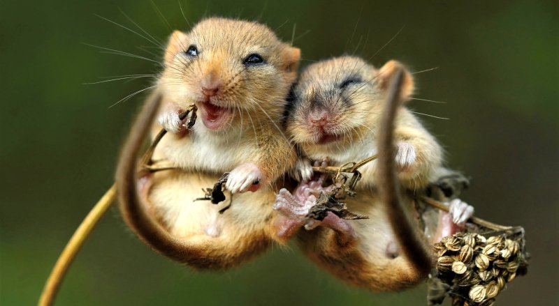 Милые животное