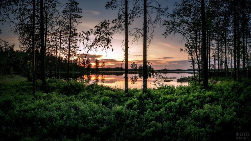 Ладога озеро Лесное