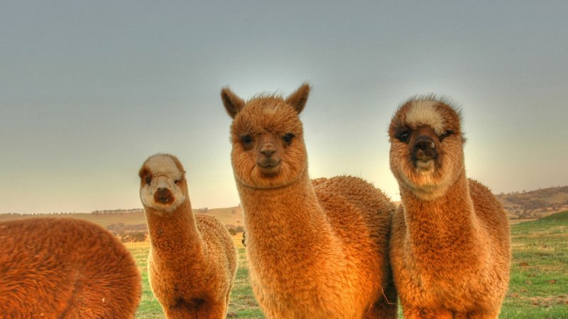 Эль Пако лама