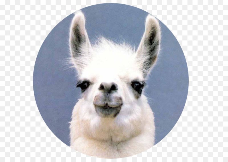 Лама животное