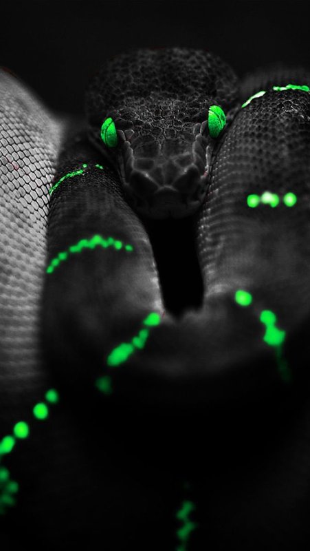 Razer Snake Snake Plushie