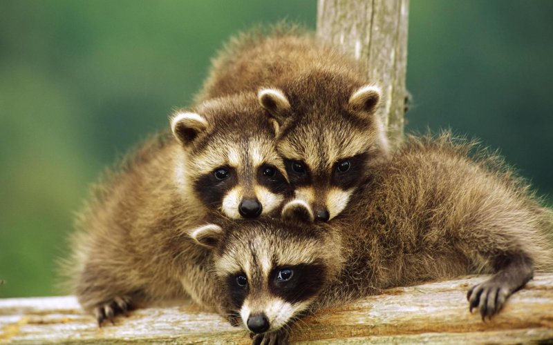 Милые Детеныши животных