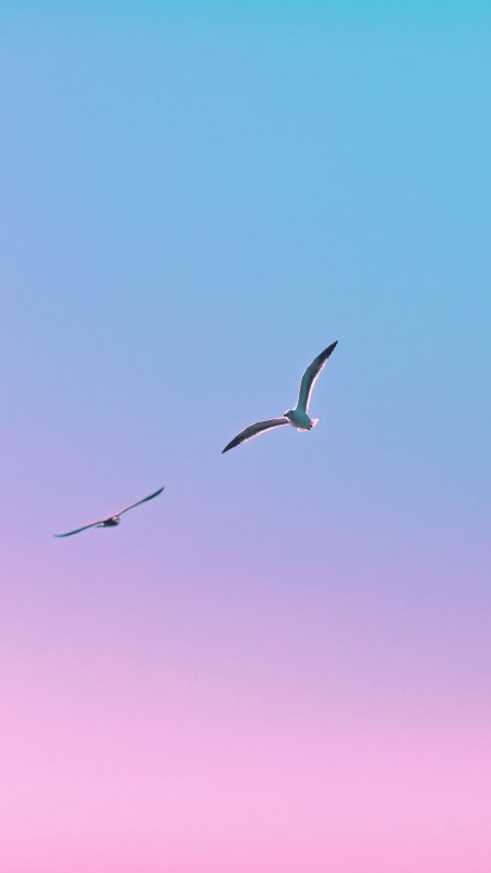 Парящая птица в небе