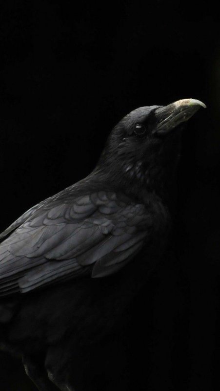 Темная птица