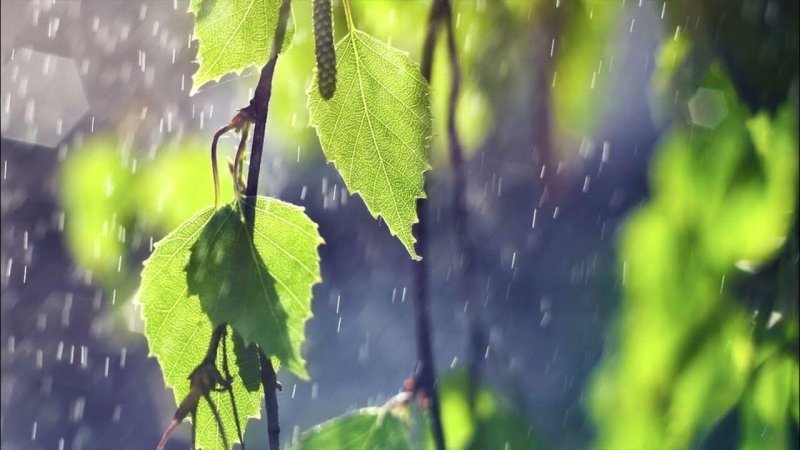 Природа дождь